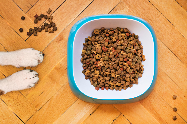Futternapf mit Hundefutter - Eine angepasste und hochwertige Ernährung kann den Hund beim Fellwechsel unterstützen.